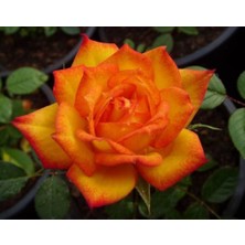 Kırmızı Sarı Gül 60CM-80CM