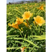 Hemerocallis Çiçeği - Kavuniçi Ortanca Küçük Bot Ithal