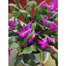 Mor Yılbaşı Çiçeği Fidanı 5CM-20CM