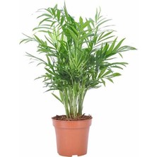 Salon / Ofis Palmiyesi 80CM-100CM