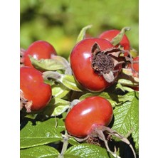 Iri Meyveli Yarı Dikenli Kuşburnu Fidanı 40-60CM
