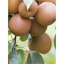 Chojuro Asya Armudu Fidanı 3 Yaş