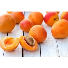 Italyan Tokalı Kayısı Ağacı Fidanı 150-200 cm 5 Yaş