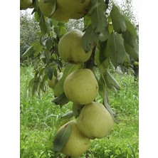 Ankara Armut Fidanı 5 Yaş 150 cm 200 cm