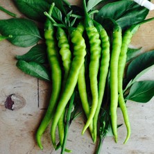 Kıl Tatlı Biber Fidesi 30 Adet