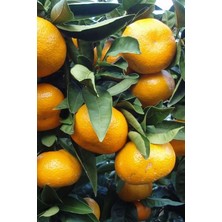 Rize Satsuma Mandalina 150 cm 200 cm
