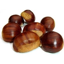 Aşısız Kestane Fidanı 3 Yaş 80 cm 100 cm