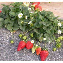 Douglas Çilek Fidesi 30 Adet