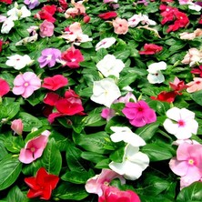 10 Adet Rozet Çiçeği Fidesi 5CM-15CM