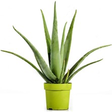 30 Adet Aloe Vera Fidesi 5CM-15CM