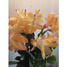 Sarı Yılbaşı Çiçeği Fidanı 5CM-20CM