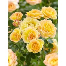 Sarı Minyatür Gül Fidanı 120 cm 150 cm