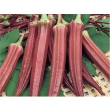 Kırmızı Bamya Fidesi 30 Adet