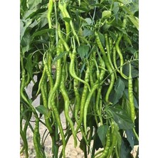 Kıl Acı Biber Fidesi 10 Adet