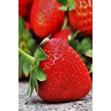 Amerika Çilek Fidesi 10 Adet