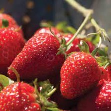 Elan Çilek Fidesi 10 Adet