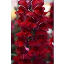 Koyu Kırmızı Aslanağzı Çiçeği Fidesi 5CM-15CM 10 Adet