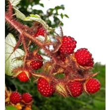 Japon Böğürtleni Fidanı 150-200CM