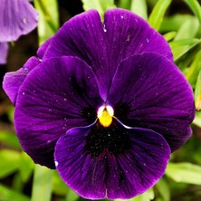 Koyu Mor Hercai Çiçeği Fidesi 5CM-15CM 30 Adet