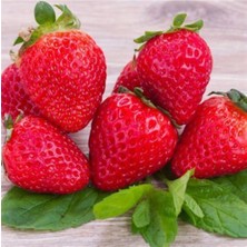 Brio Çilek Fidesi 10 Adet