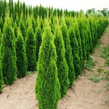 Smargat Mazı Çam Ağacı Fidanı 200CM-250CM