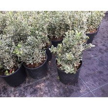 Gümüş Taflan Fidanı 40CM-60CM