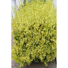 Alacalı Lükstürüm Fidanı 40CM-60CM