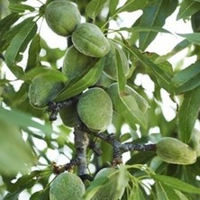 Marta Badem Fidanı 5 Yaş 150 cm 200 cm