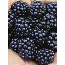 Triple Crown Dikensiz Böğürtlen Fidanı 80 cm 100 cm