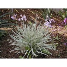 Alacalı Sosyete Sarımsağı 40CM-60CM