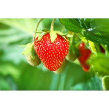 Lester Çilek Fidesi 10 Adet