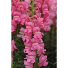 Açık Pembe Aslanağzı Çiçeği Fidesi 5CM-15CM 10 Adet