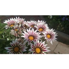 Beyaz Gazanya Çiçeği Fidesi 5CM-15CM 10 Adet