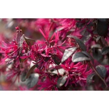 Lorapetalum Çiçeği Fidanı 20CM-40CM