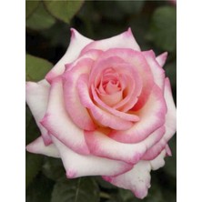 Pembe Beyaz Gül Fidanı 40CM-60CM