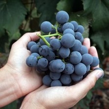 Royal Üzüm Fidanı 40 cm 60 cm