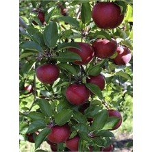 Buckeye Elma Ağacı Fidanı 3 Yaş 100 cm 120 cm