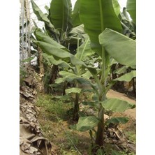 Kısa Azman Muz Ağacı Fidanı 100 cm 120 cm