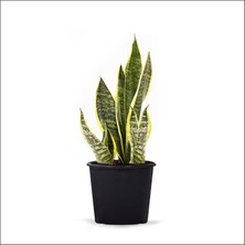 Bodur Paşa Kılıcı 20CM-40CM