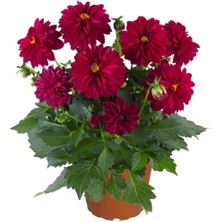 Bordo Dahlia Çiçeği 20CM-40CM