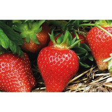 San Andreas Çilek Fidesi 10 Adet