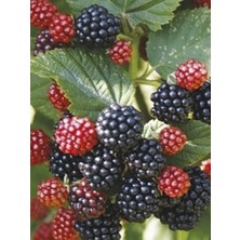 Dikensiz Böğürtlen Fidanı 80 cm 100 cm