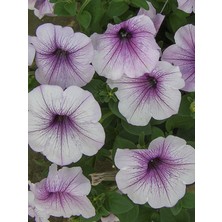 Petunya Fidesi Lila Beyaz 30 Adet Fide