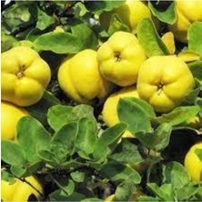 Amerikan Ayva Fidanı Yaş 100 - 120 cm