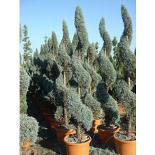 Arizona Mavi Selvi Fidanı Spiral Şekilli 150CM-200CM