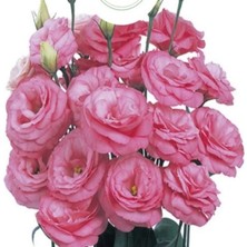 Pembe Lisyantus Fidanı 40CM-60CM