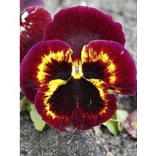 Kırmızı Sarı Hercai Çiçeği Fidesi 5CM-15CM 30 Adet