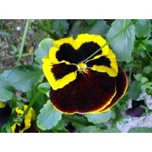 Siyah Sarı Hercai Çiçeği Fidesi 5CM-15CM 10 Adet