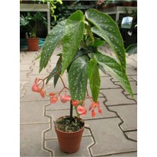 Söğüt Begonya Fidesi 40CM-60CM