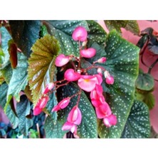 Çilli Begonya Fidesi 40CM-60CM